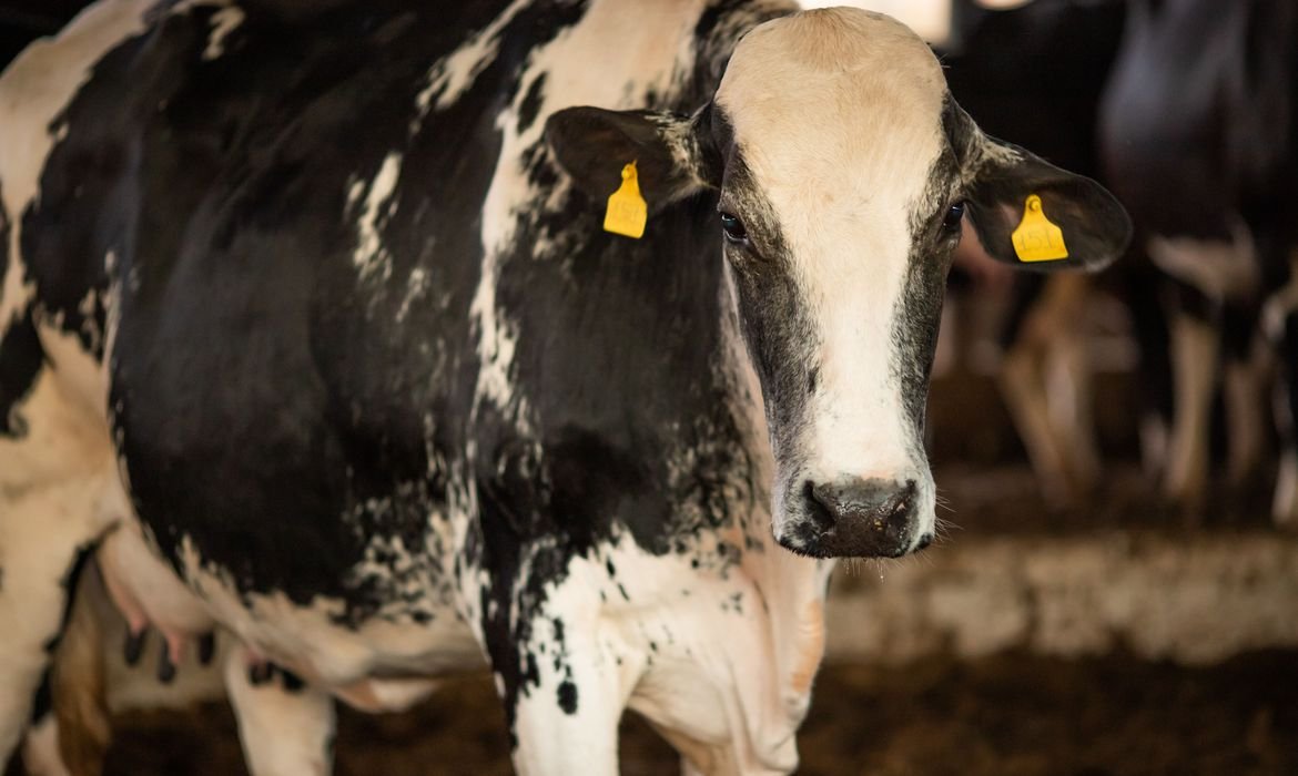 Imagem de Vaca louca: confirmado que caso recente é atípico