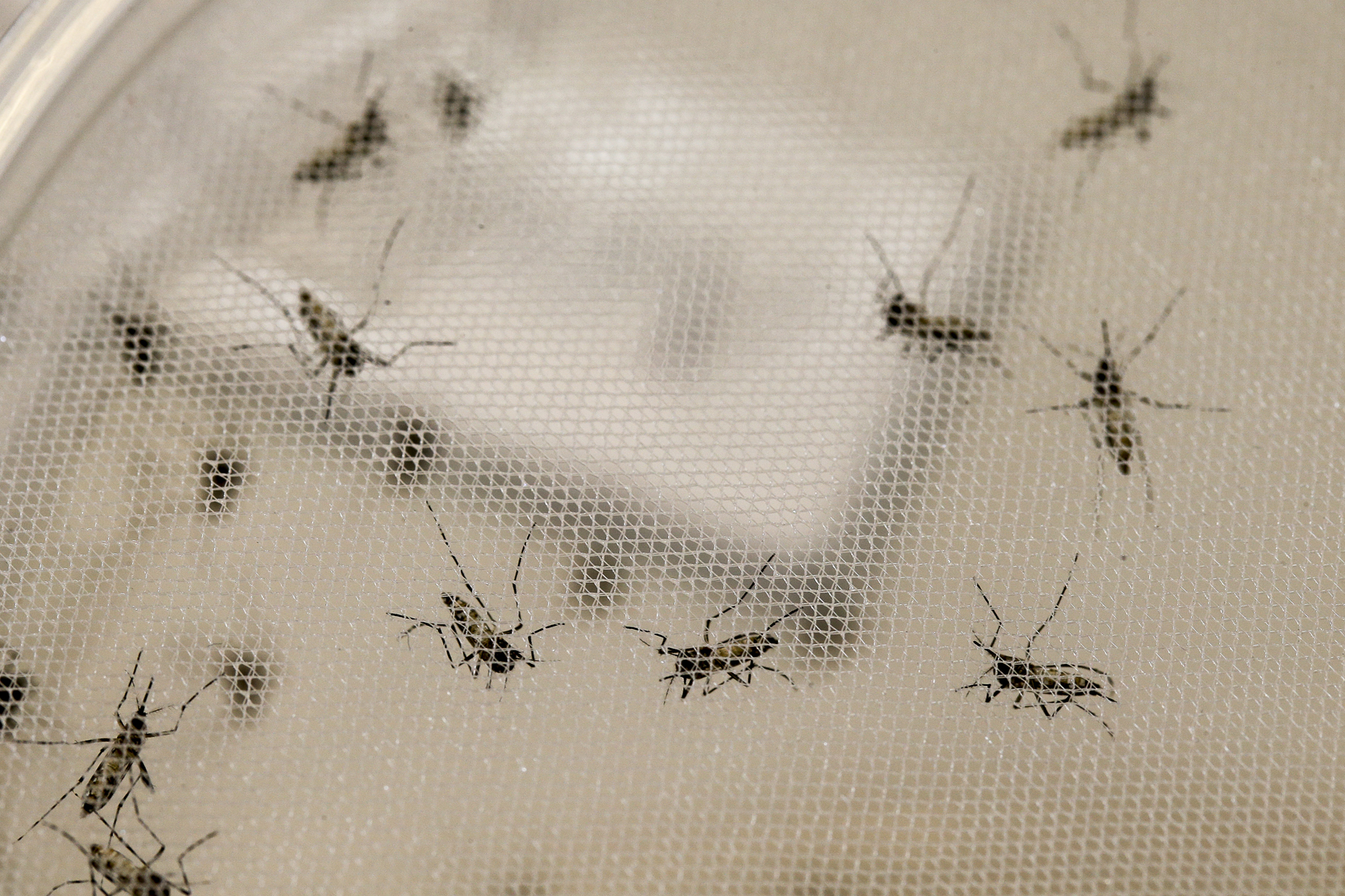 Imagem de Casos de chikungunya disparam 364,9% na Bahia e chegam a quase 10 mil em 2026