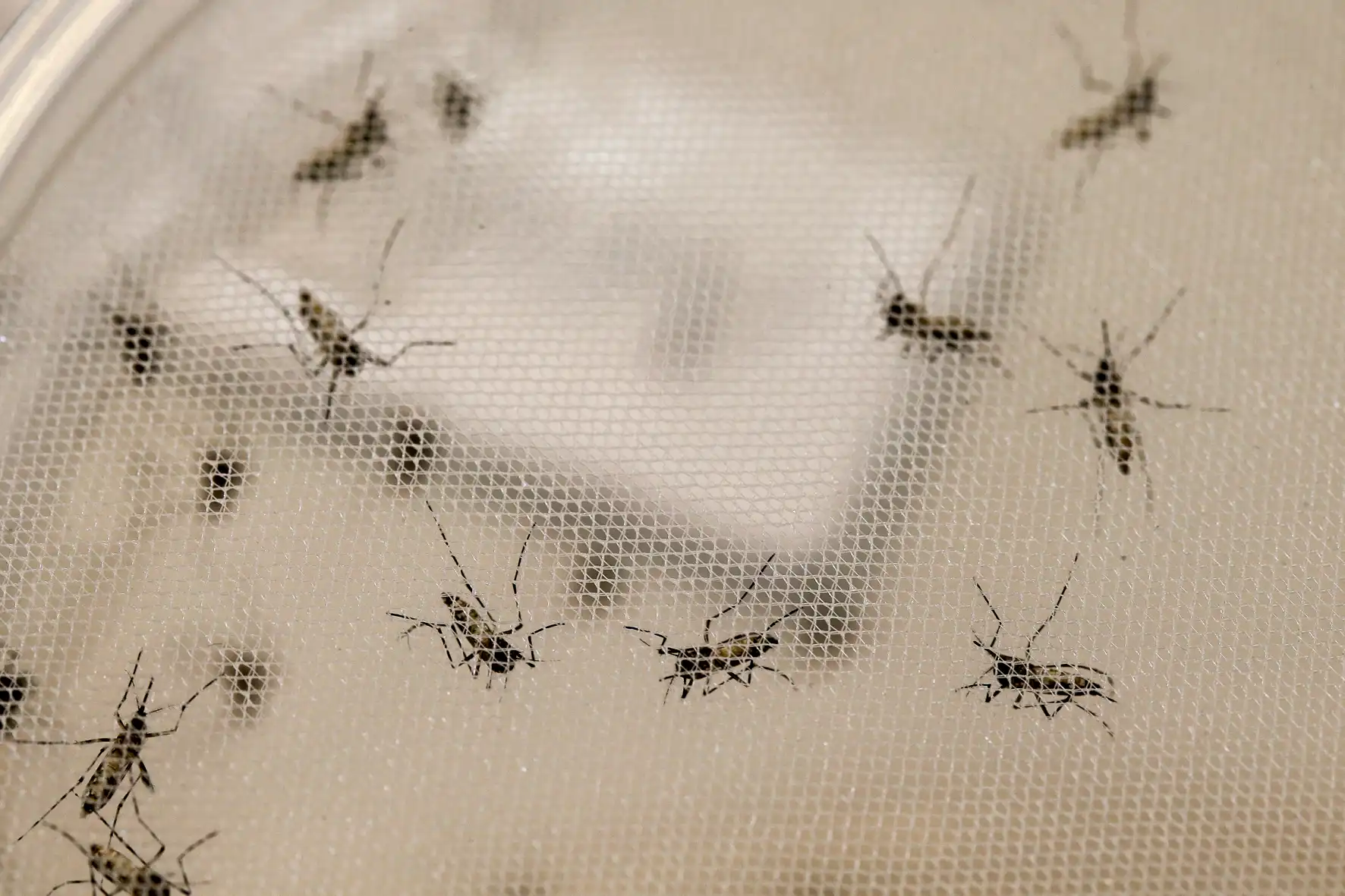 Imagem de Casos de chikungunya disparam 364,9% na Bahia e chegam a quase 10 mil em 2026