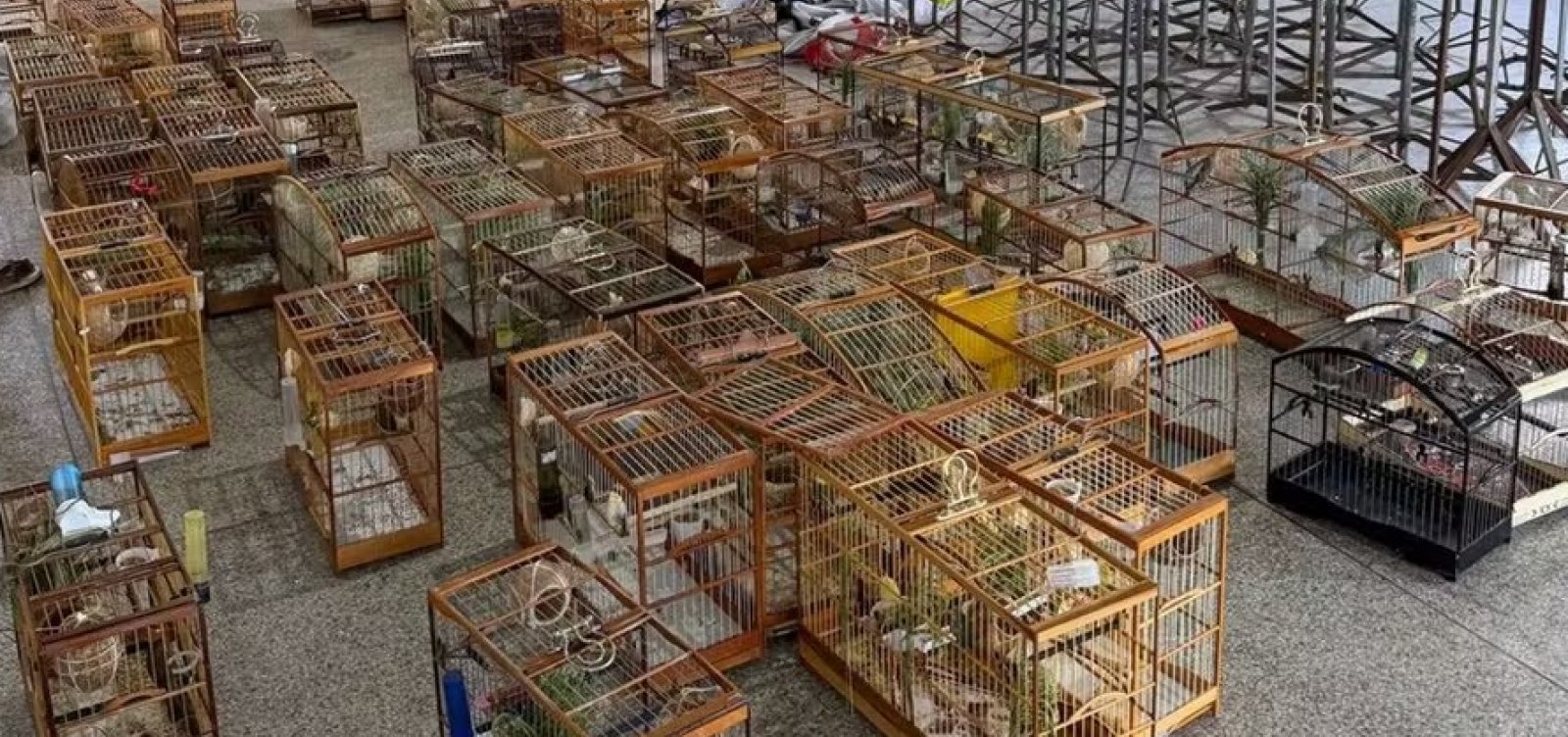 Imagem de Torneio irregular de pássaros termina com 95 aves apreendidas em Salvador