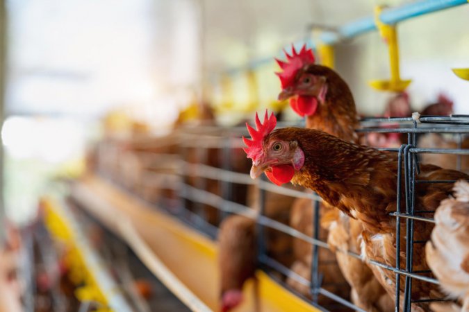 Imagem de Teste de funcionário de granja no Rio Grande do Sul dá negativo para gripe aviária