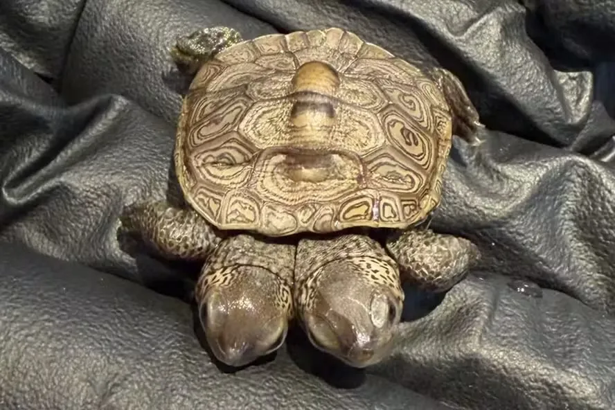 Imagem de Tartaruga com duas cabeças é encontrada nos EUA e recebe acompanhamento veterinário