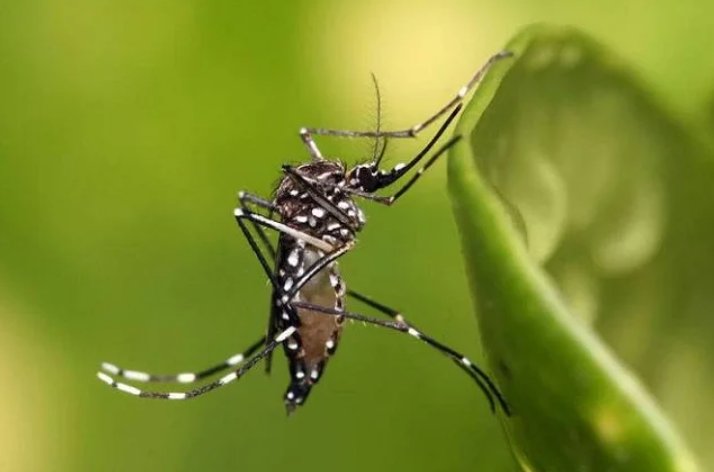 Imagem de Sete estados decretam emergência devido à alta transmissão da dengue No Brasil