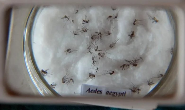 Imagem de Brasil bate recorde de mortes por dengue em 2023